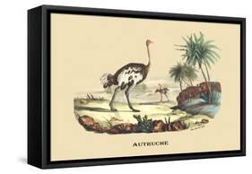 Autruche (Ostrich)-E.f. Noel-Framed Stretched Canvas