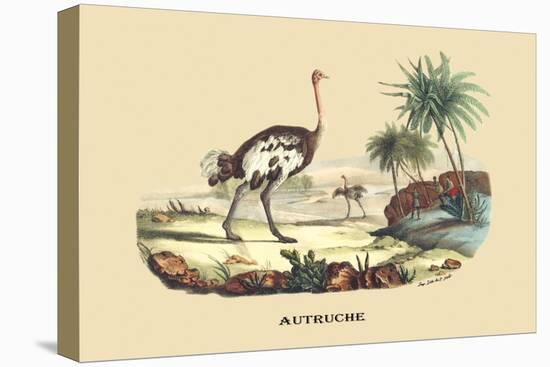 Autruche (Ostrich)-E.f. Noel-Stretched Canvas