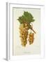 Autuchon Grape-J. Troncy-Framed Giclee Print