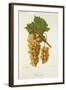 Autuchon Grape-J. Troncy-Framed Giclee Print