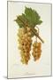 Autuchon Grape-J. Troncy-Mounted Giclee Print