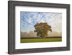 Autum leaves on oak tree in morning mist, Highclere, Hampshire, England, United Kingdom, Europe-Stuart Black-Framed Photographic Print