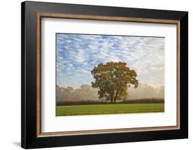 Autum leaves on oak tree in morning mist, Highclere, Hampshire, England, United Kingdom, Europe-Stuart Black-Framed Photographic Print