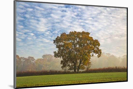 Autum leaves on oak tree in morning mist, Highclere, Hampshire, England, United Kingdom, Europe-Stuart Black-Mounted Photographic Print