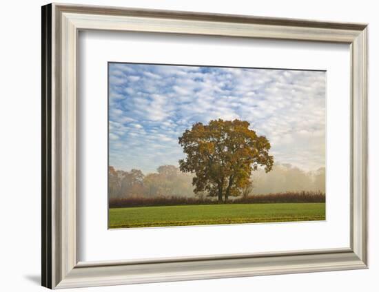 Autum leaves on oak tree in morning mist, Highclere, Hampshire, England, United Kingdom, Europe-Stuart Black-Framed Photographic Print