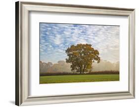 Autum leaves on oak tree in morning mist, Highclere, Hampshire, England, United Kingdom, Europe-Stuart Black-Framed Photographic Print