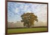 Autum leaves on oak tree in morning mist, Highclere, Hampshire, England, United Kingdom, Europe-Stuart Black-Framed Photographic Print