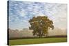 Autum leaves on oak tree in morning mist, Highclere, Hampshire, England, United Kingdom, Europe-Stuart Black-Stretched Canvas