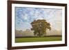 Autum leaves on oak tree in morning mist, Highclere, Hampshire, England, United Kingdom, Europe-Stuart Black-Framed Photographic Print