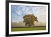 Autum leaves on oak tree in morning mist, Highclere, Hampshire, England, United Kingdom, Europe-Stuart Black-Framed Photographic Print