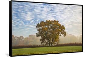 Autum leaves on oak tree in morning mist, Highclere, Hampshire, England, United Kingdom, Europe-Stuart Black-Framed Stretched Canvas