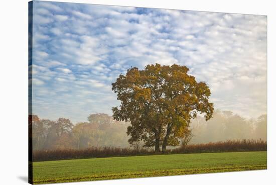 Autum leaves on oak tree in morning mist, Highclere, Hampshire, England, United Kingdom, Europe-Stuart Black-Stretched Canvas