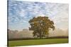 Autum leaves on oak tree in morning mist, Highclere, Hampshire, England, United Kingdom, Europe-Stuart Black-Stretched Canvas