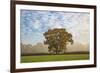 Autum leaves on oak tree in morning mist, Highclere, Hampshire, England, United Kingdom, Europe-Stuart Black-Framed Photographic Print