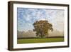 Autum leaves on oak tree in morning mist, Highclere, Hampshire, England, United Kingdom, Europe-Stuart Black-Framed Photographic Print