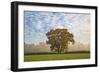 Autum leaves on oak tree in morning mist, Highclere, Hampshire, England, United Kingdom, Europe-Stuart Black-Framed Photographic Print