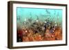 Autumn 2-RUNA-Framed Giclee Print