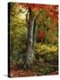 Autumn Ablaze-Jessica Jenney-Stretched Canvas