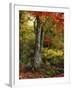 Autumn Ablaze-Jessica Jenney-Framed Photographic Print