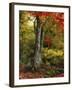 Autumn Ablaze-Jessica Jenney-Framed Photographic Print