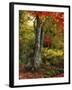 Autumn Ablaze-Jessica Jenney-Framed Photographic Print