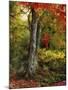 Autumn Ablaze-Jessica Jenney-Mounted Photographic Print