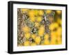 Autumn Abstract, Cairngorms, Highlands, Scotland, UK-Nadia Isakova-Framed Photographic Print