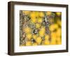 Autumn Abstract, Cairngorms, Highlands, Scotland, UK-Nadia Isakova-Framed Photographic Print