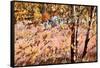 Autumn Abstract-Ursula Abresch-Framed Stretched Canvas