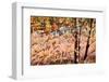 Autumn Abstract-Ursula Abresch-Framed Photographic Print