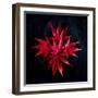 Autumn Acer Leaves-Charles Bowman-Framed Photographic Print
