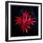 Autumn Acer Leaves-Charles Bowman-Framed Photographic Print