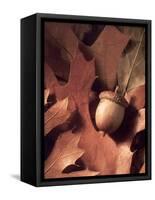 Autumn Acorns and Leaves-William Whitehurst-Framed Stretched Canvas