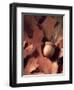 Autumn Acorns and Leaves-William Whitehurst-Framed Photographic Print