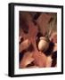 Autumn Acorns and Leaves-William Whitehurst-Framed Photographic Print