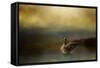 Autumn Afternoon Splash-Jai Johnson-Framed Stretched Canvas