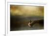 Autumn Afternoon Splash-Jai Johnson-Framed Giclee Print