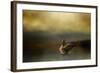 Autumn Afternoon Splash-Jai Johnson-Framed Giclee Print