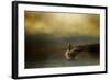 Autumn Afternoon Splash-Jai Johnson-Framed Giclee Print