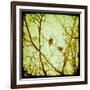 Autumn Alchemy II-Irene Suchocki-Framed Giclee Print