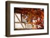 Autumn Alsatian-Philippe Sainte-Laudy-Framed Photographic Print