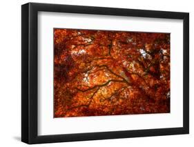 Autumn and Oak Color-Philippe Sainte-Laudy-Framed Photographic Print