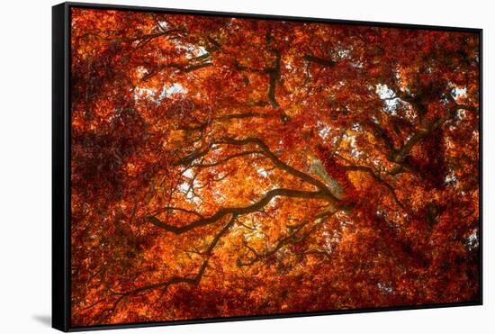 Autumn and Oak Color-Philippe Sainte-Laudy-Framed Stretched Canvas