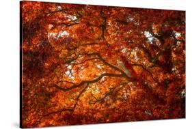 Autumn and Oak Color-Philippe Sainte-Laudy-Stretched Canvas