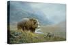 Autumn Ascent Grizzly-Michael Budden-Stretched Canvas