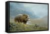 Autumn Ascent Grizzly-Michael Budden-Framed Stretched Canvas