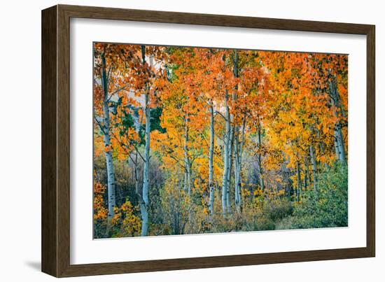 Autumn Aspen Design, Bishop Creek Canyon, Eastern Sierras-Vincent James-Framed Photographic Print