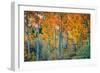 Autumn Aspen Design, Bishop Creek Canyon, Eastern Sierras-Vincent James-Framed Photographic Print