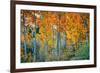 Autumn Aspen Design, Bishop Creek Canyon, Eastern Sierras-Vincent James-Framed Photographic Print