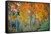 Autumn Aspen Design, Bishop Creek Canyon, Eastern Sierras-Vincent James-Framed Stretched Canvas